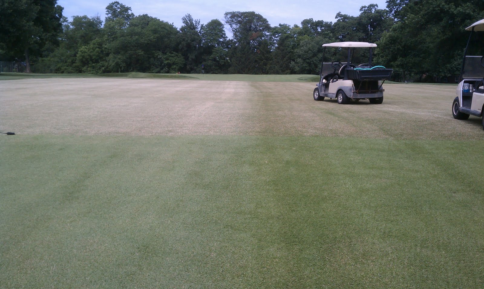 The Hyde Park Golf and Country Club Grounds Department Zoysia Color