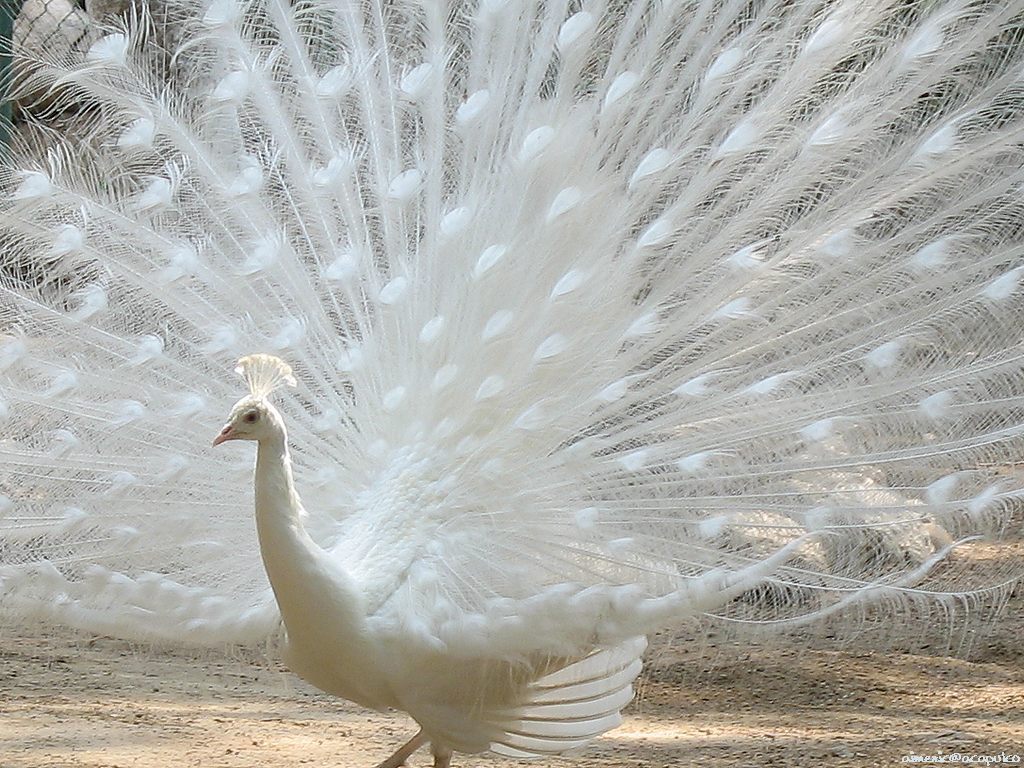 Peacock National Bird Basic Facts And Information Beauty Of Bird