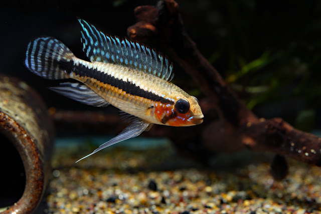 Apistogramma sp. miua