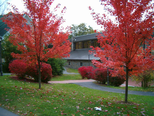 Autumn Blaze Red Maple ~ Autumn Crafts Picture Red Sunset Maple Vs Autumn Blaze