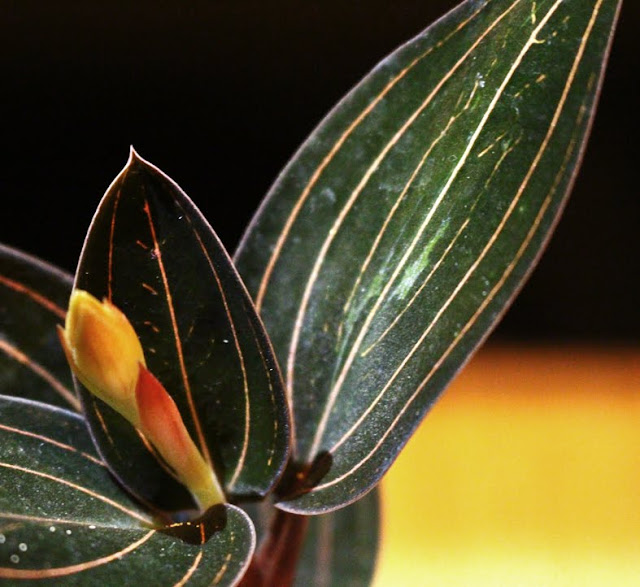 たにことたにく 植物 らん ジュエル・オーキッド ルディシア・ディスカラー Ludisia discolorの画像