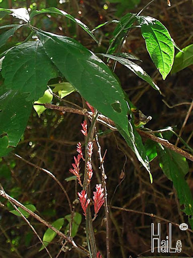 Cyclacanthus coccineus