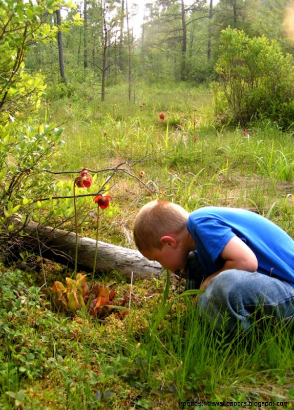 Nature Posts Purple Pitcher Plant