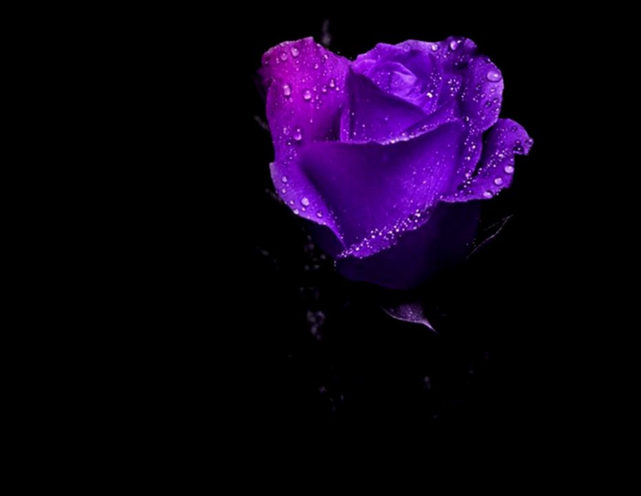Photos and Dark Purple Roses Wallpaper Flower Meanings Pictures