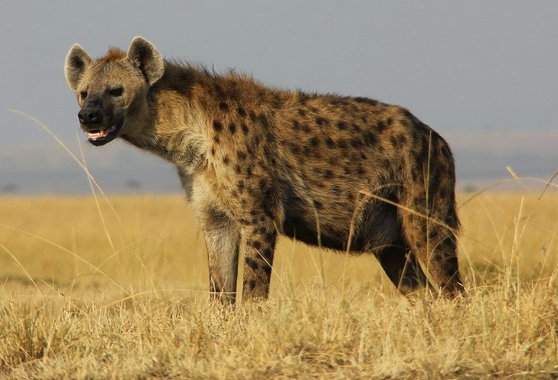 Spotted Hyena Facts