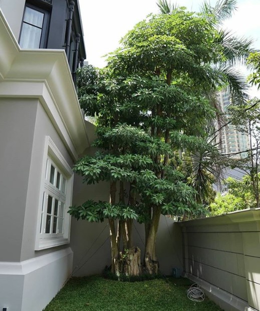 Tanaman Hias Perindang