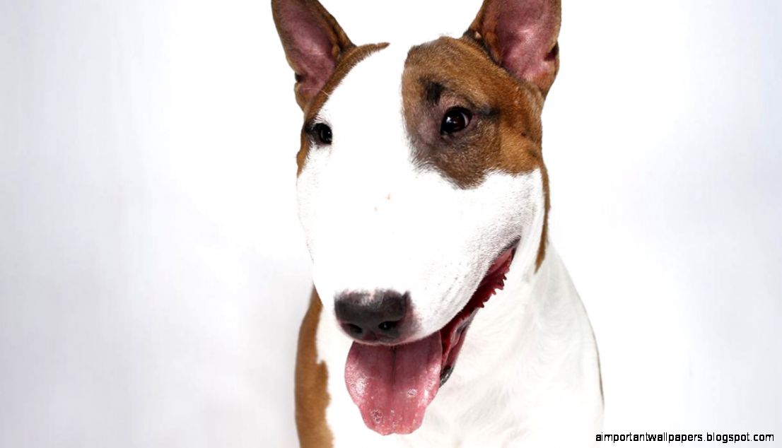 Bull Terrier Dog Breed Information   American Kennel Club