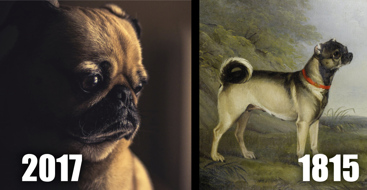 Ve como han cambiado los Pugs tras los años. Son el resultado de