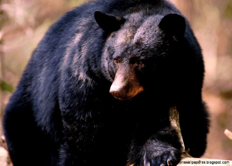 Black Bear