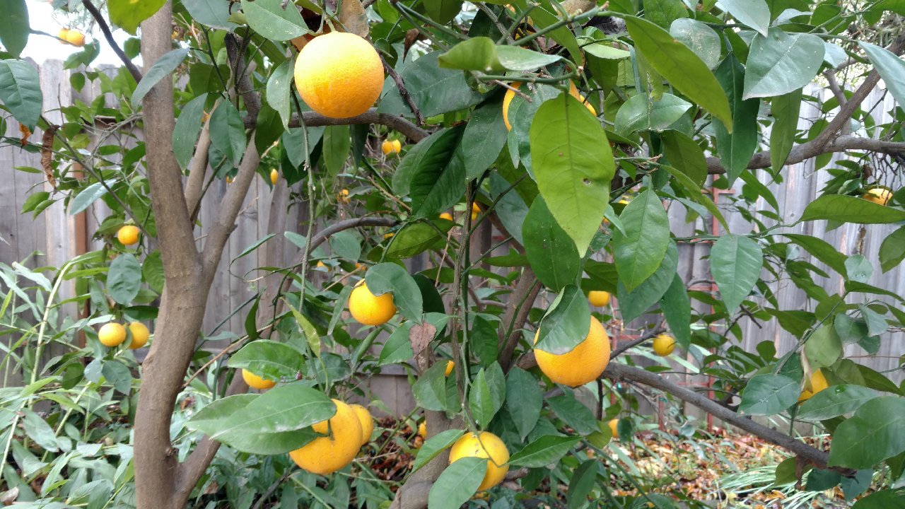Sacramento Digs Gardening Are my oranges ripe?