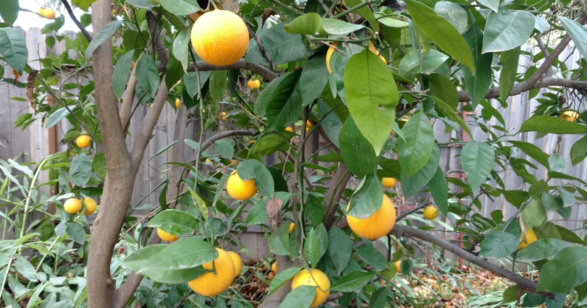 Are my oranges ripe?