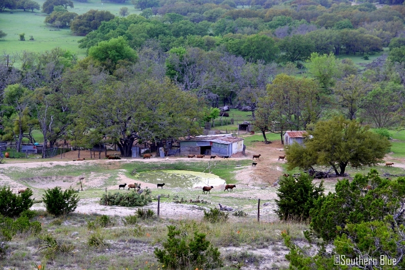 Southern Blue Traveler CROSS MOUNTAIN PARK, FREDERICKSBURG, TX
