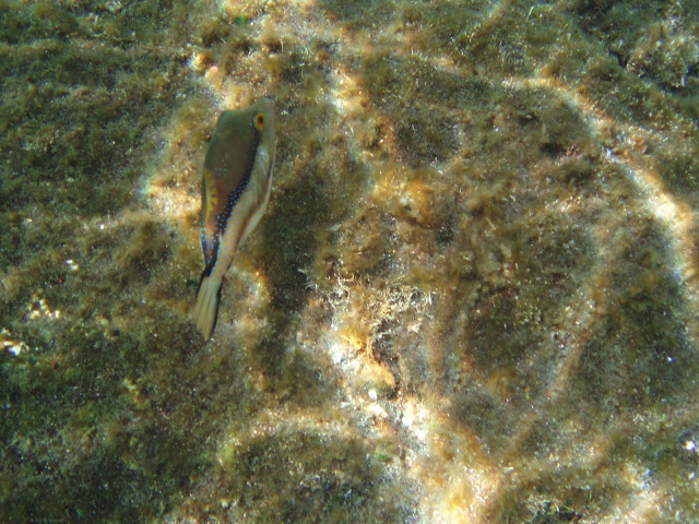 Spitzkopf-Kugelfisch - Canthigaster rostrata © Canarian Sea 05