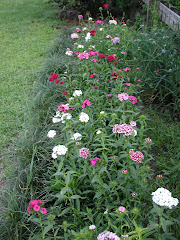 the Year-Long Dianthus