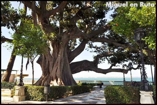 Ficus-Gigante-Alameda