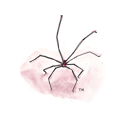 spider daddy longlegs by Yukié Matsushita