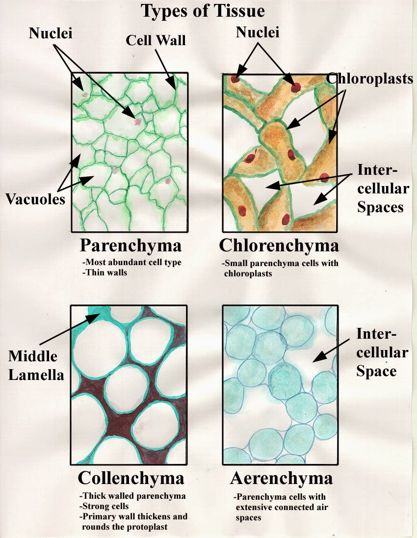Biology A+: Gambar rajah tisu, Amoeba sp. dan Kulit