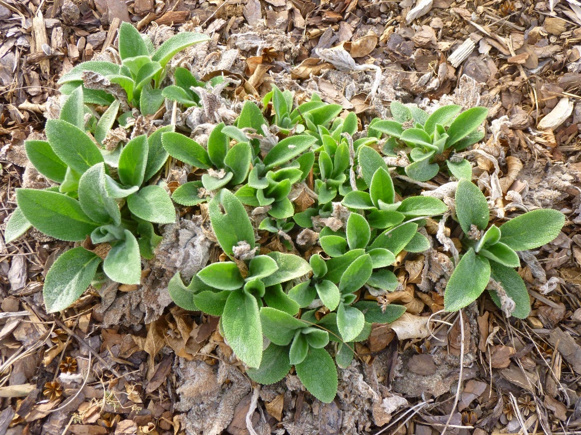 Stachys byzantina, Lamb's Ear "Helene von Stein" Stachys byzantina, Lamb's Ear "Helene von Stein"
