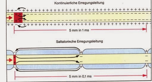Alles Oder Nichts Prinzip Biologie Lerninhalte: Kontinuierliche und Saltatorische Fortleitung des