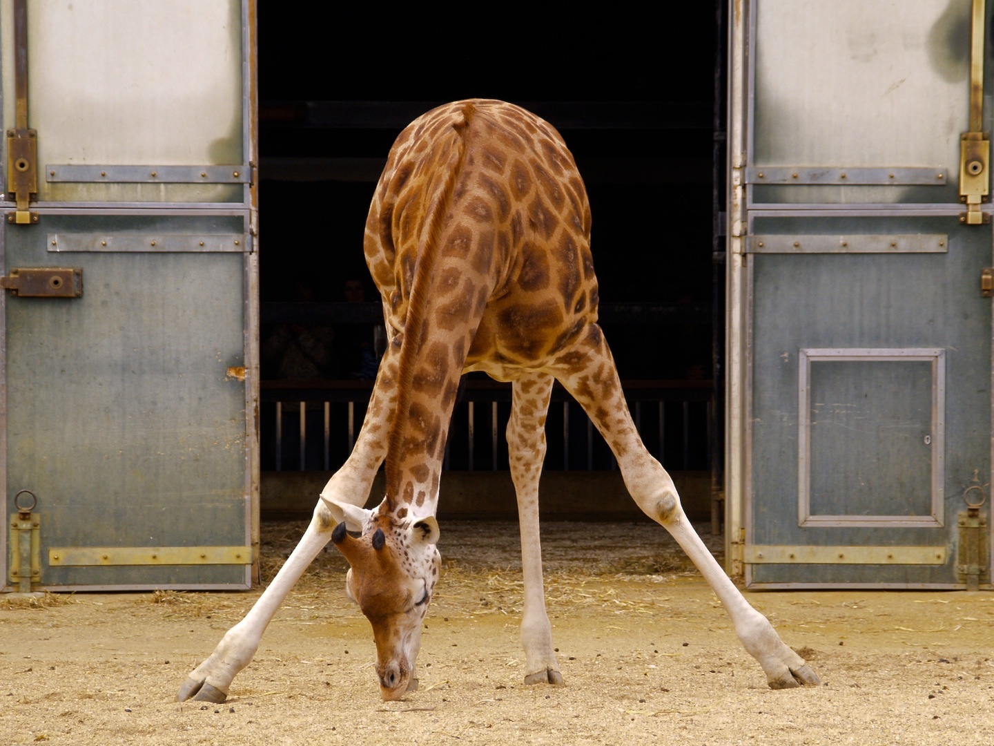 Tiddler on the Loose: Chester Zoo- A list animals