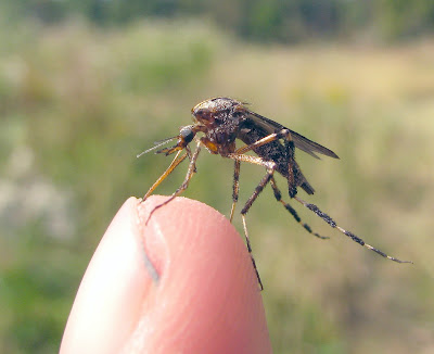 Nyamuk Dengan Gigitan Paling Ganas di Dunia