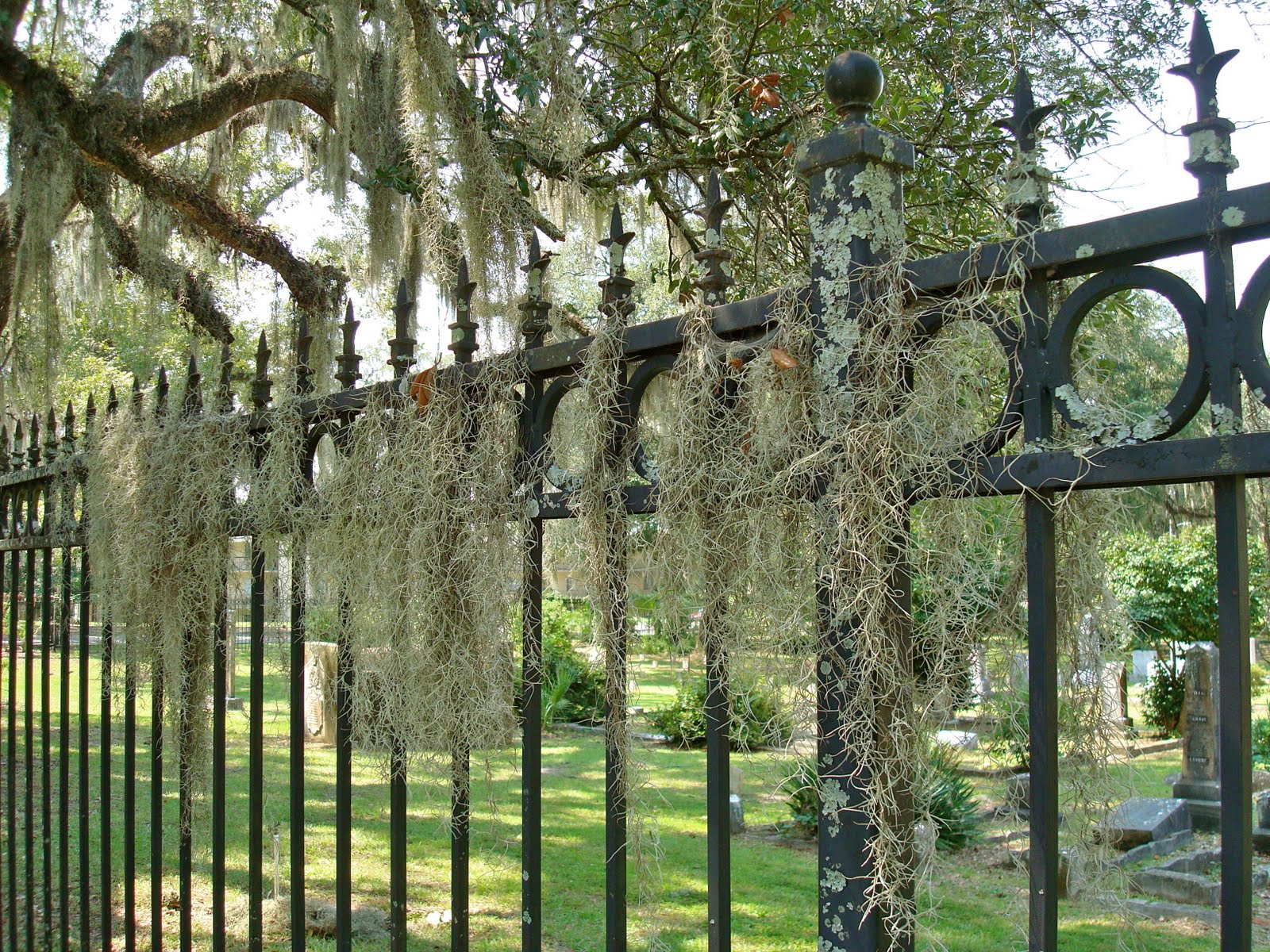 Tallahassee Daily Photo Iron Fence
