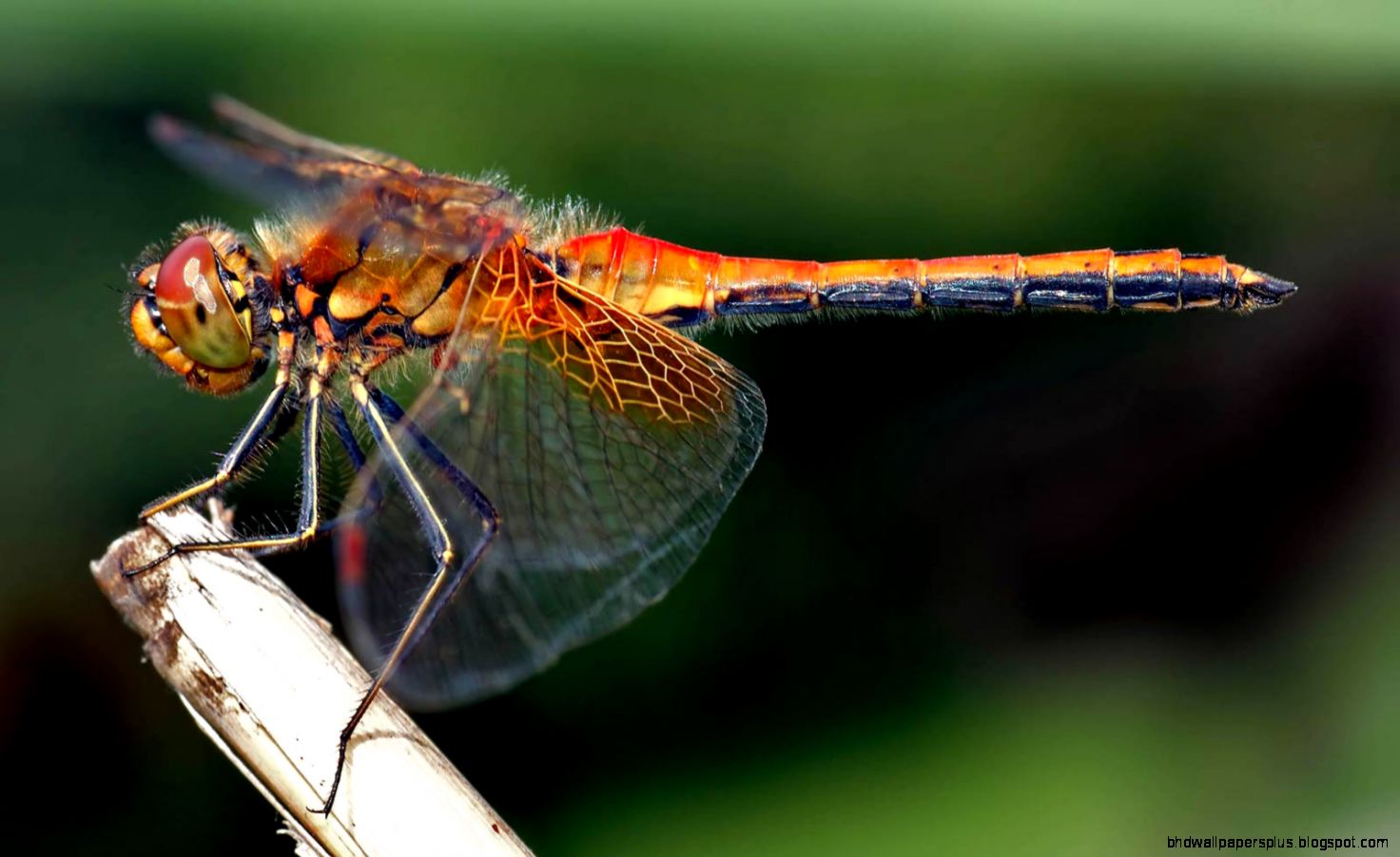 Dragonfly Wallpaper and background   Animals Town