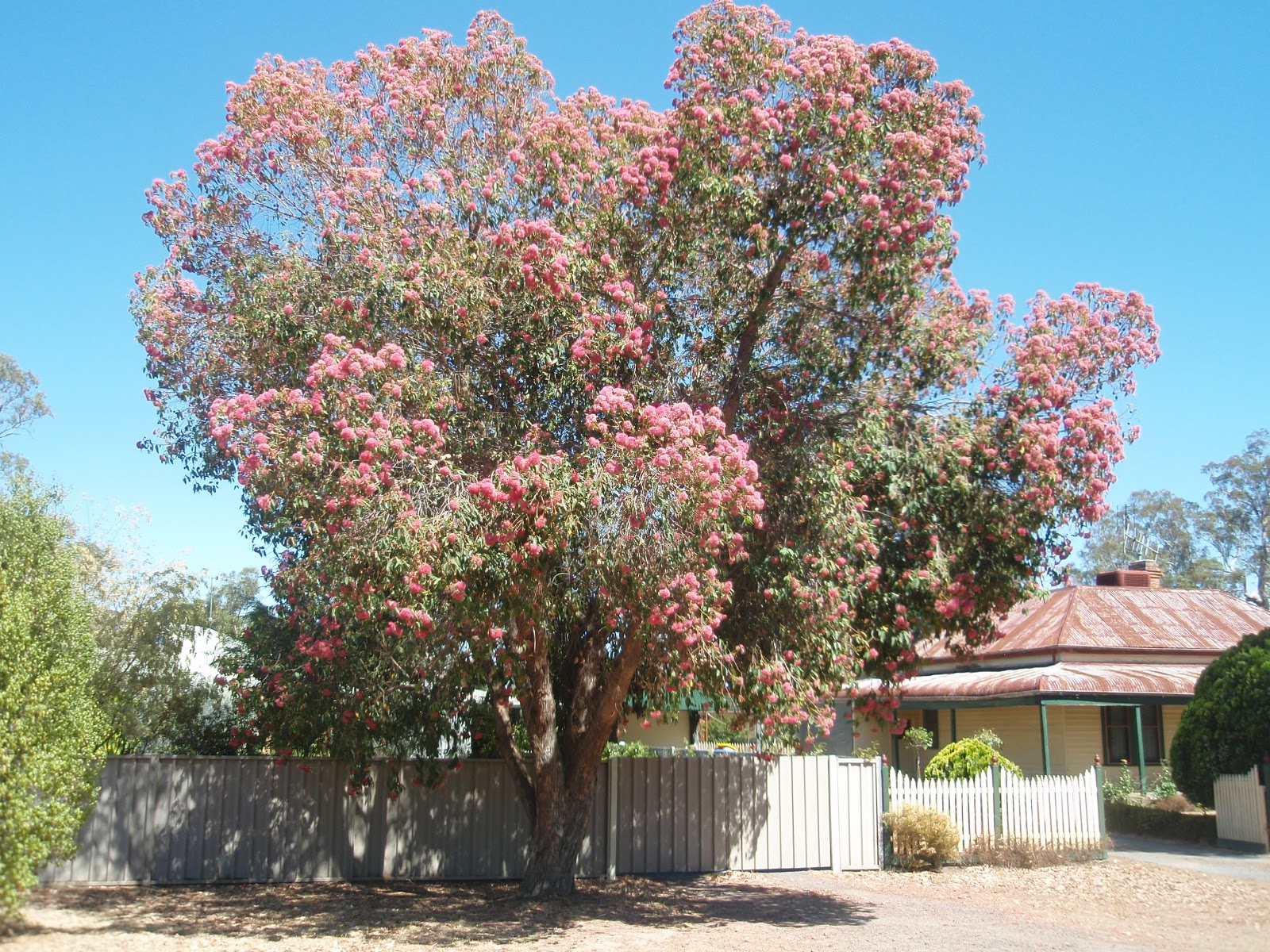 flowering gum prettiest trees gums