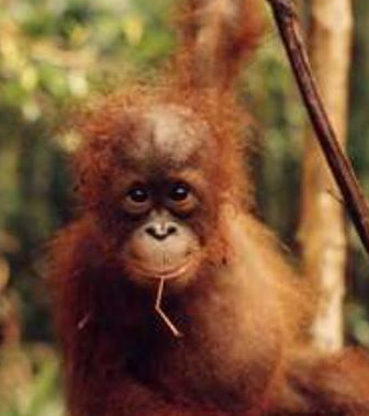 Orangutan hewan terkenal
