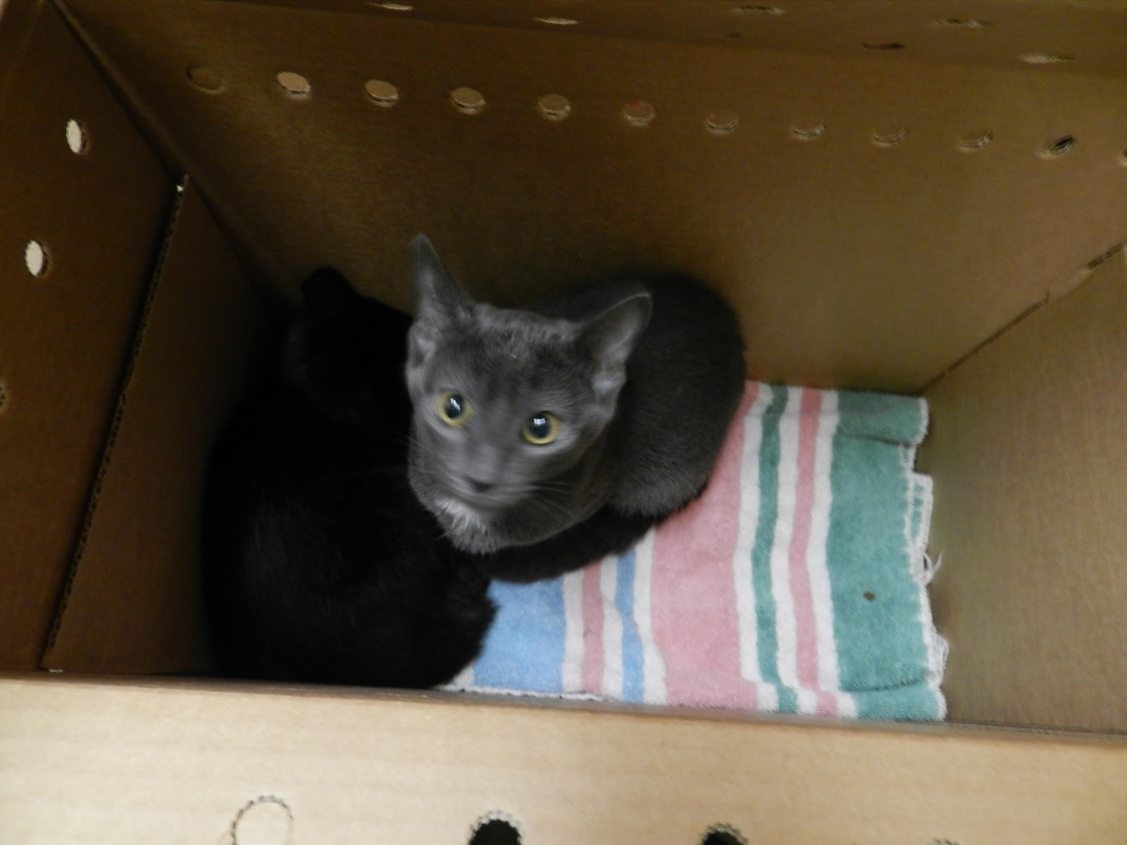 Berkeley Humane Blog A Box Full of Kittens