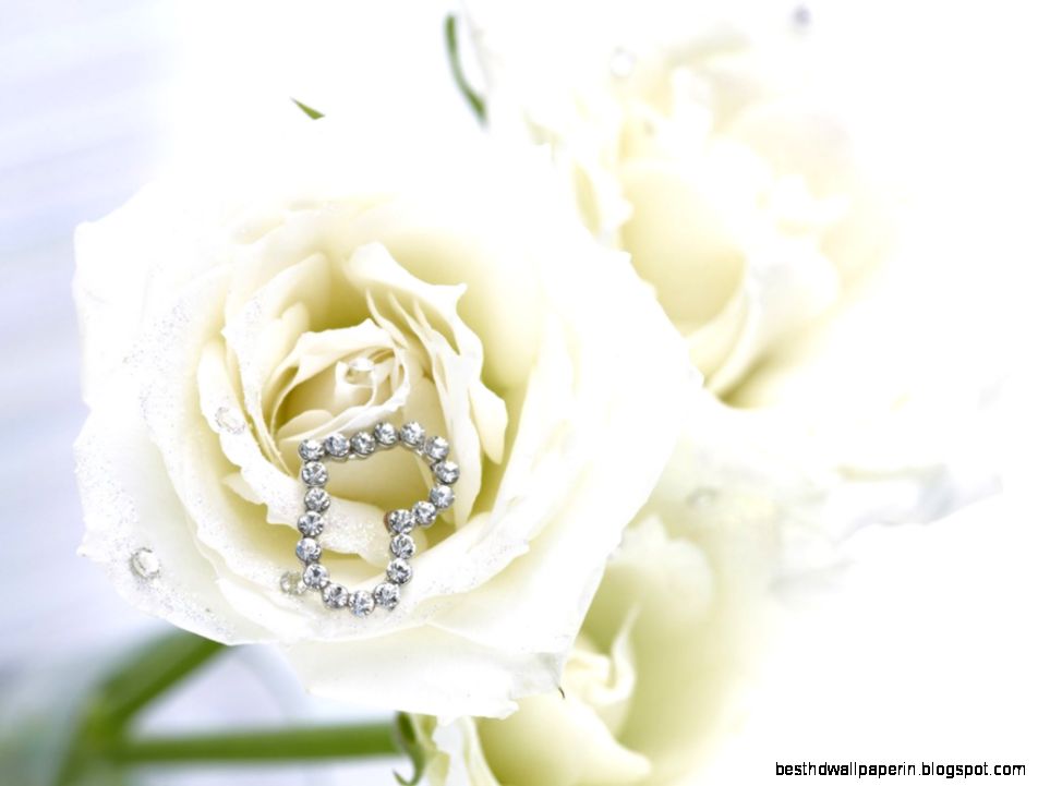 White Horse HD Wallpaper 20 For Desktop Background