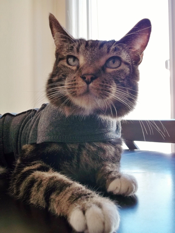 Time Out For Truffles: Thundershirt: Anxiety Treatment for Pets ...