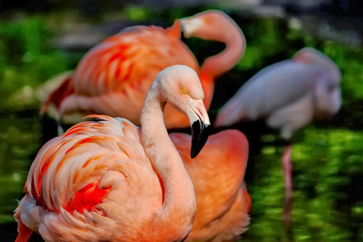flamingo rosado em extincao
