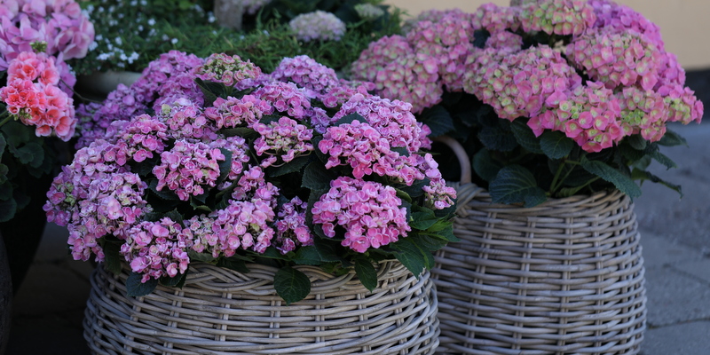 alene udvikle syg BRUG MAGISKE HORTENSIA I KRUKKEHAVEN – HAVEFOLKET