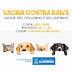 Prefeitura intensifica ação de vacinação antirrábica para cães e gatos