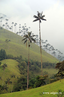 Долина Кокора. Колумбия