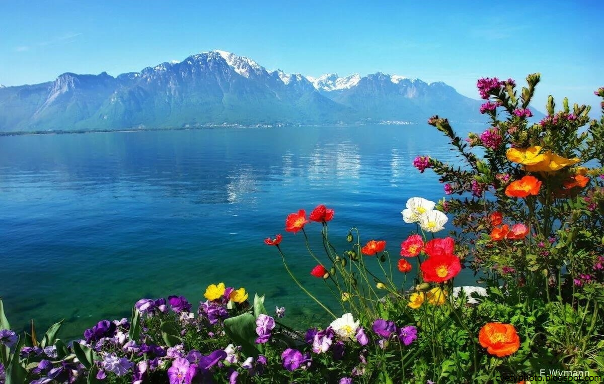Цветы у озера