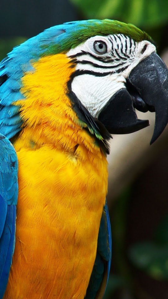   Beautiful Parrot   Android Best Wallpaper