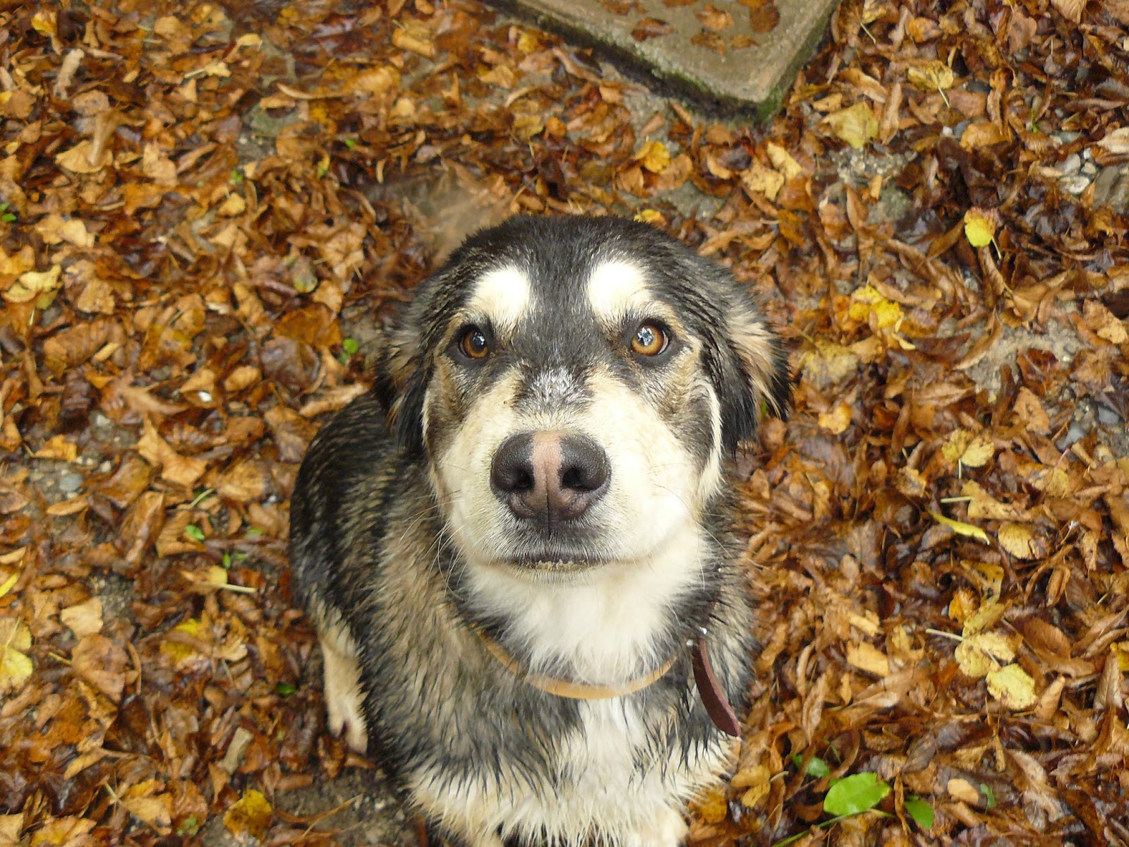 Amazing Creatures Cute dogs part 128 (50 pics)