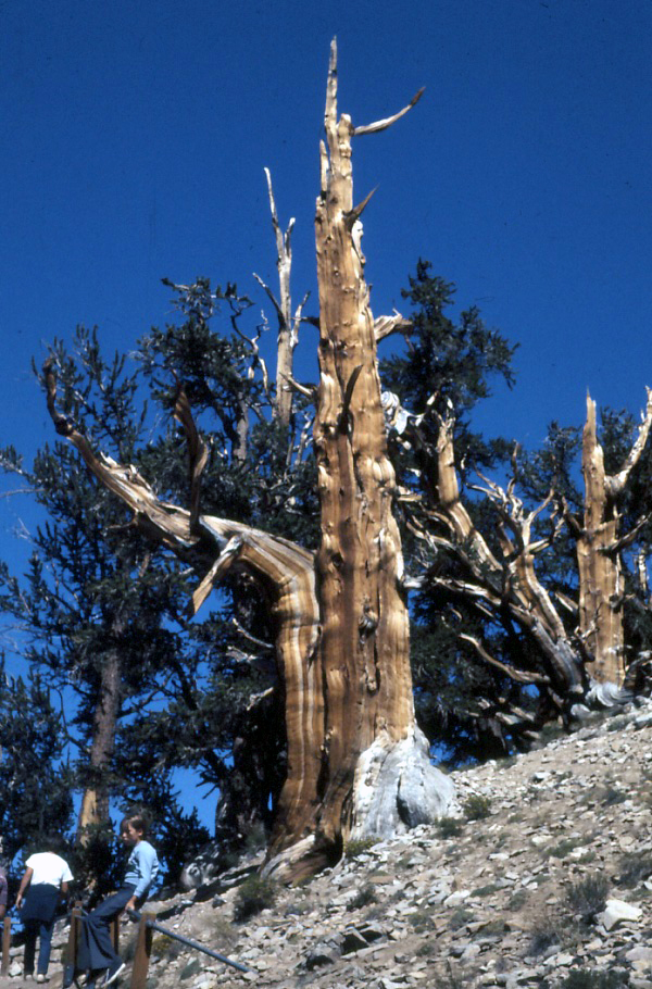 Botany Professor Which organisms live the longest?