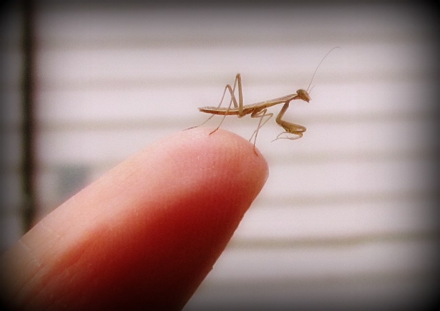 Learn To Grow Baby Praying Mantises are Good for Gardens!