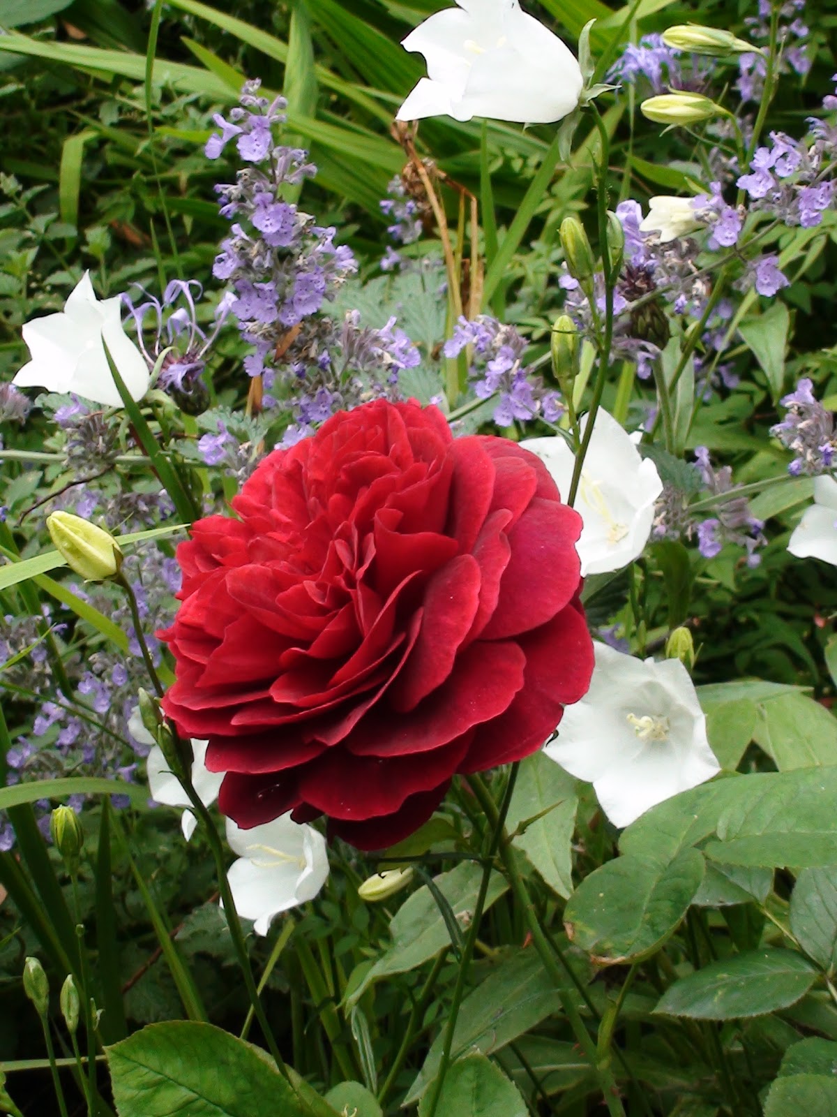 A Perfume of Petals: Understanding the Variety of Roses