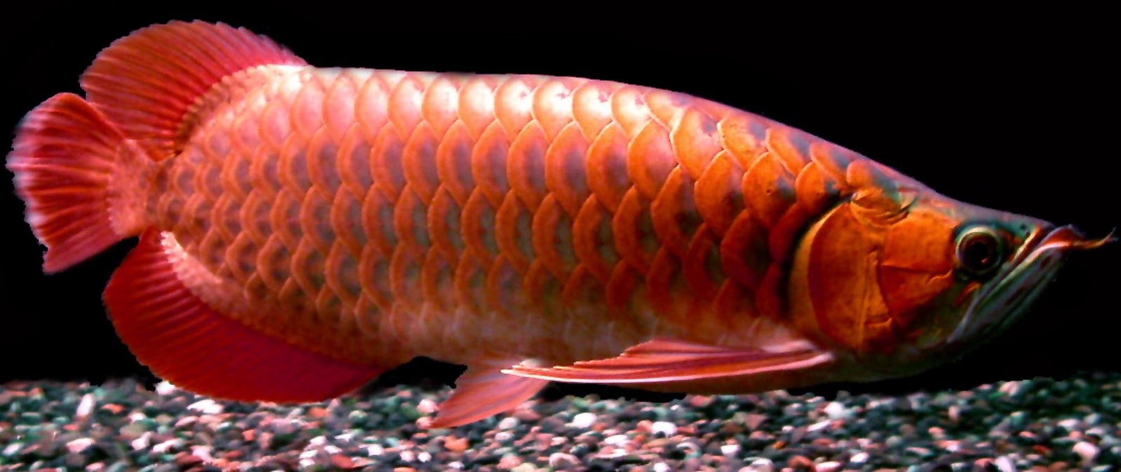 ORNAMENTAL FISH AQUARIUM Cattle Red Arowana  Fish