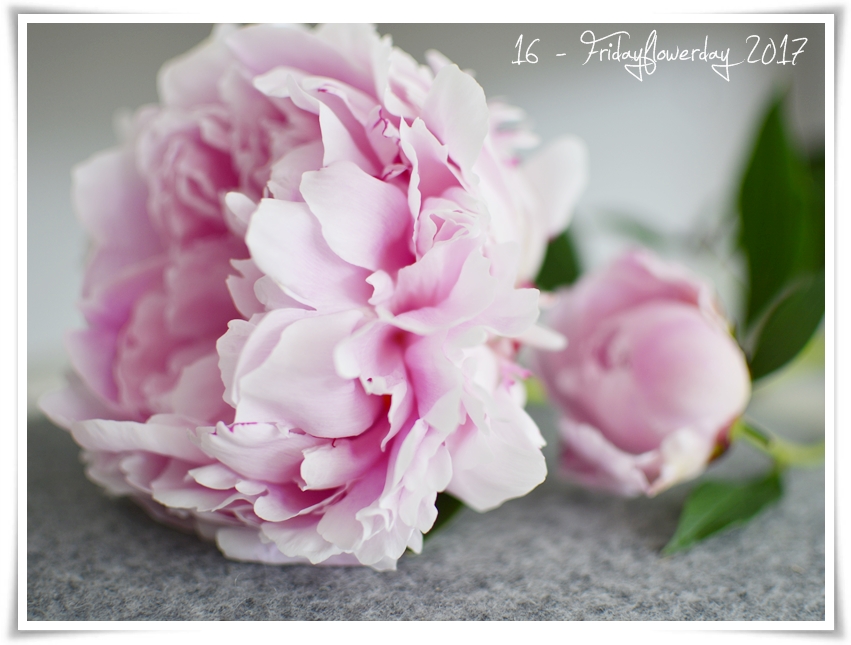 Pfingstrosenzeit Zu Pfingsten Bei Fridayflowerday Und Mein Shelfie