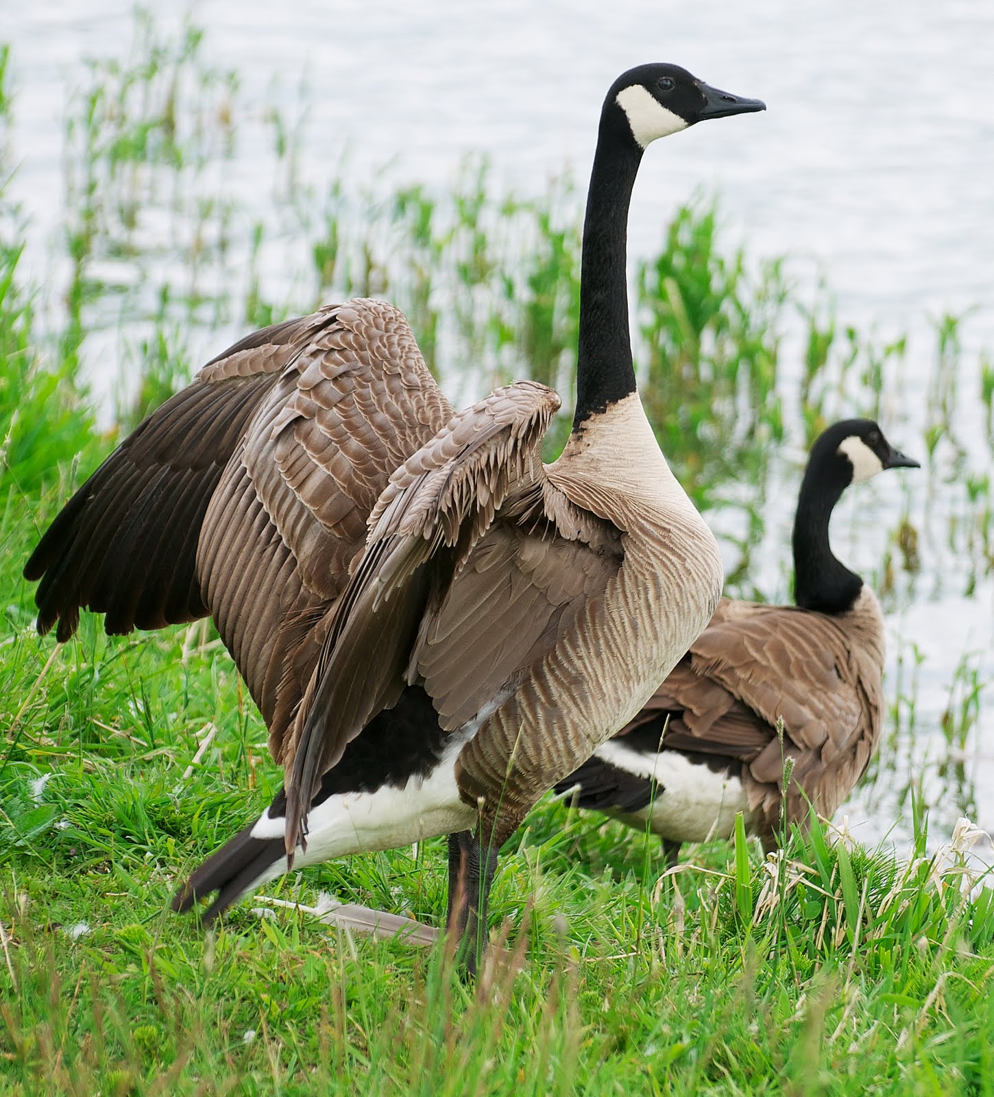List 97+ Images why do geese flap their wings in the water Latest