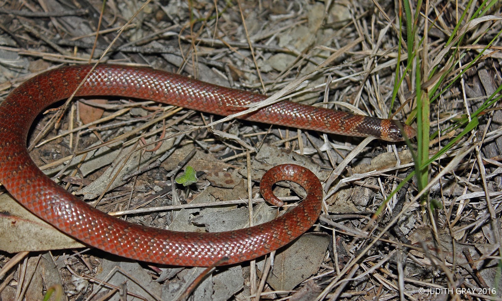 Australian Coral Snake a new sighting