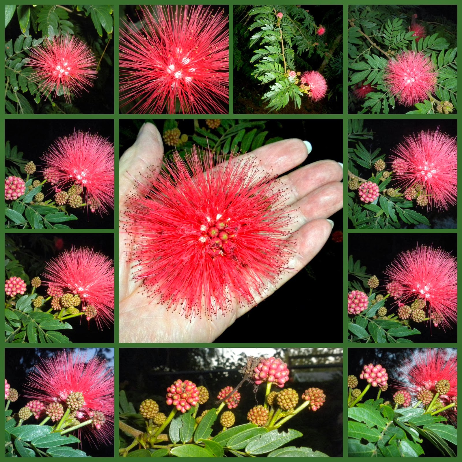 MadSnapper: Powder Puff Tree