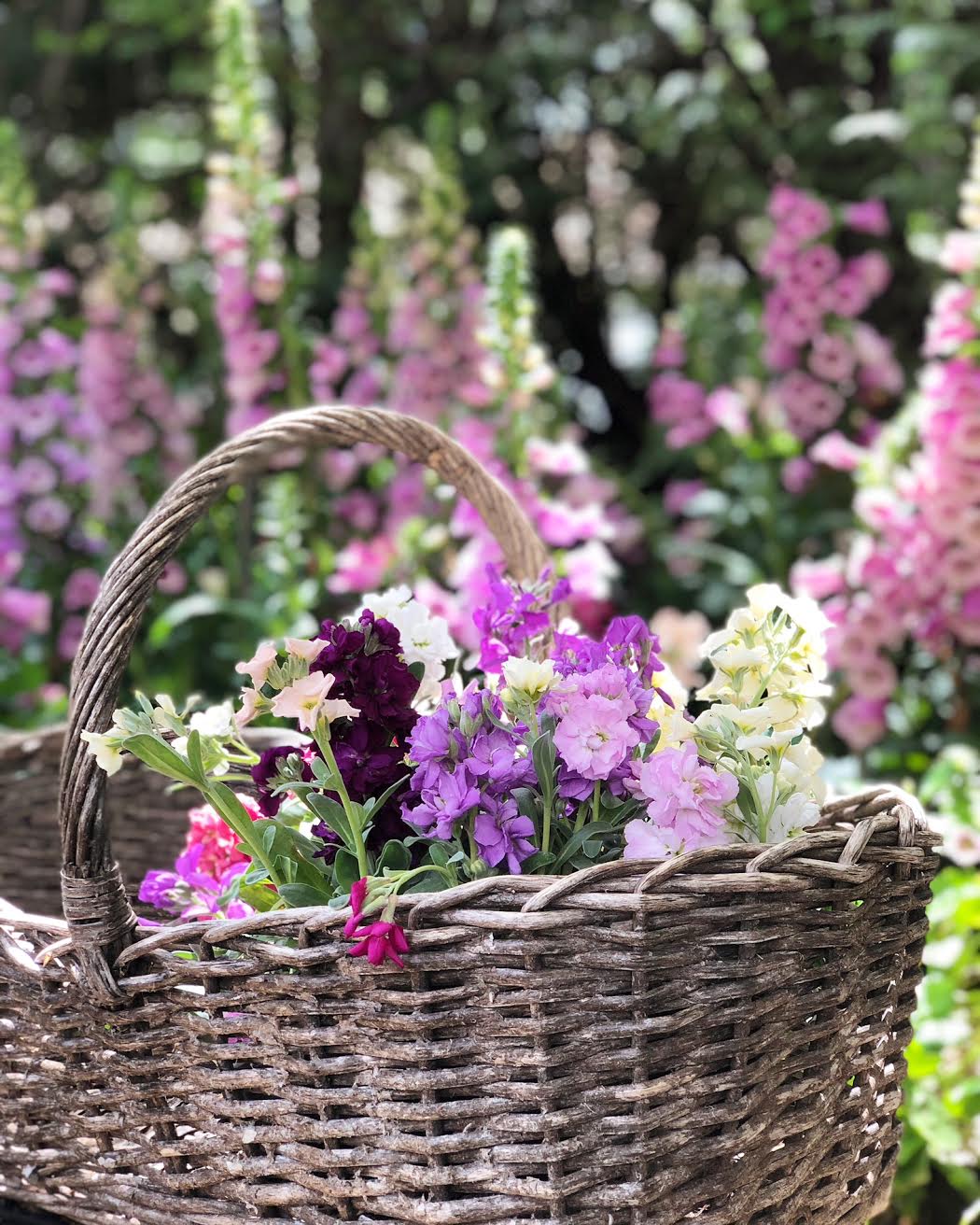Cottage Garden 8 Things To Know About Foxgloves French Country Cottage
