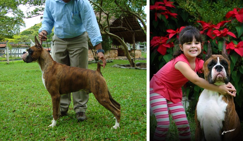 Canil Bella Boxer - Canil de Boxer | cachorroidealoficial