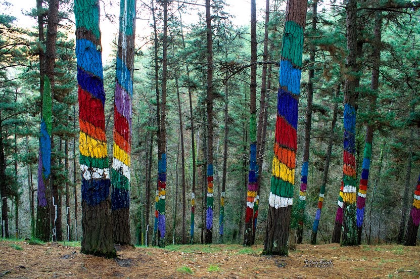 Dia da Árvore: astur destaca roteiro para conhecer a imponência da  floresta